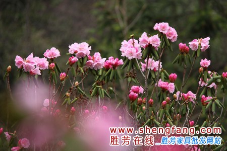 黃花杜鵑